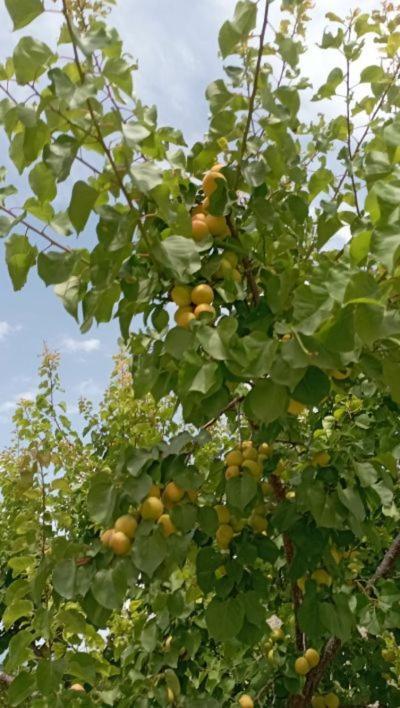 Aνεξάρτητη Παραδοσιακή Πέτρινη Κατοικία Korinth Exterior foto